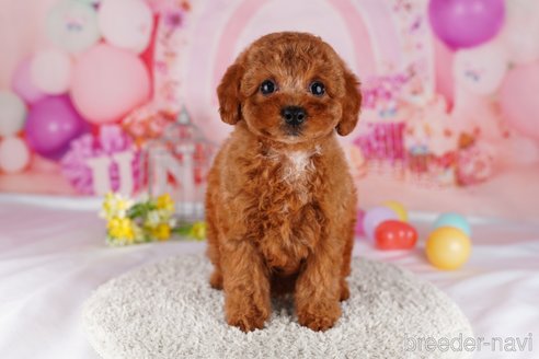 成約済の茨城県のトイプードル-283357の4枚目